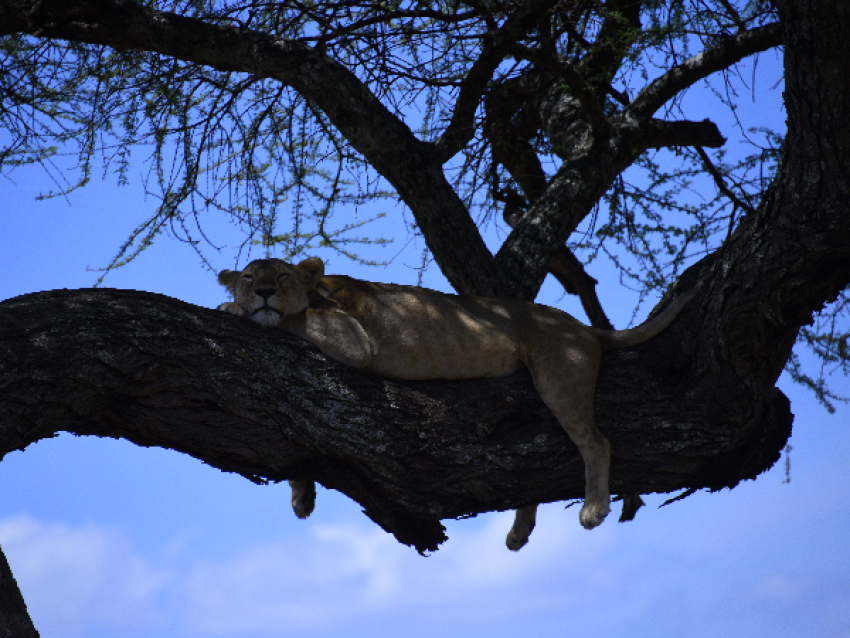 Tree Climbing Lions