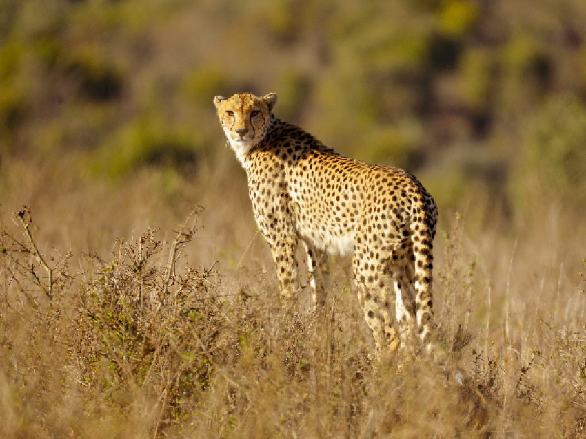 cheetah