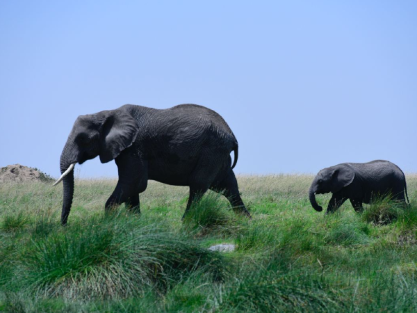 Giant Elephants