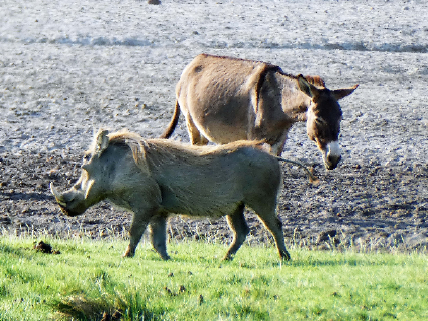 Warthog and donkey on Lac Abbé