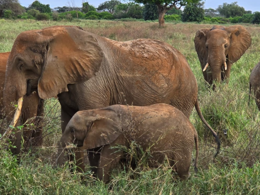 Tsavo east