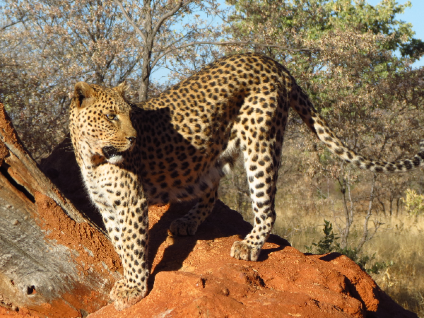 Okonjima Nature Reserve