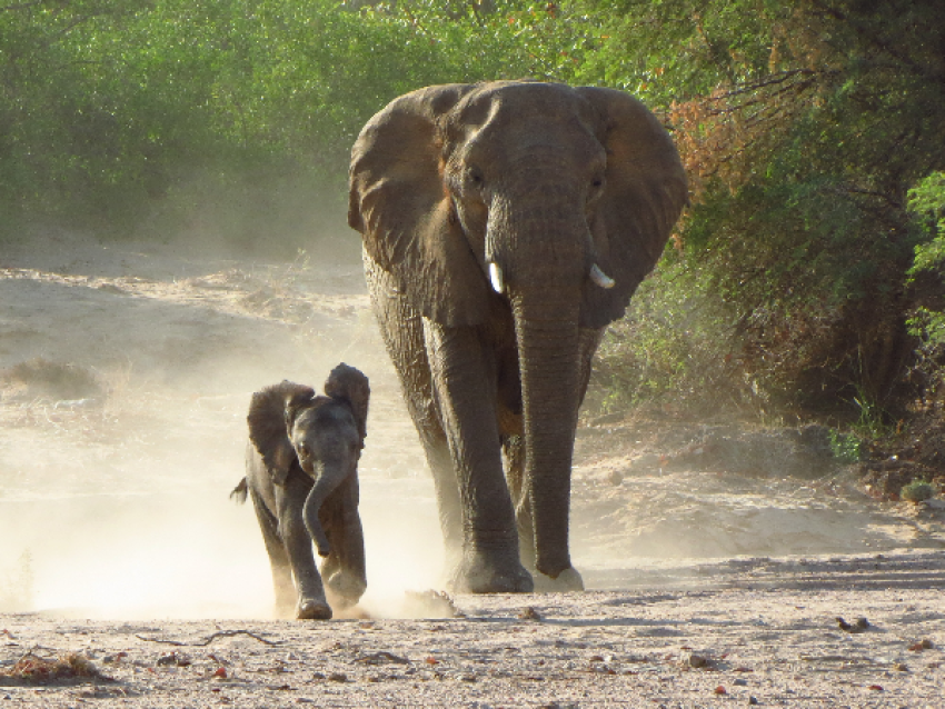 Desert Adapted Elephants