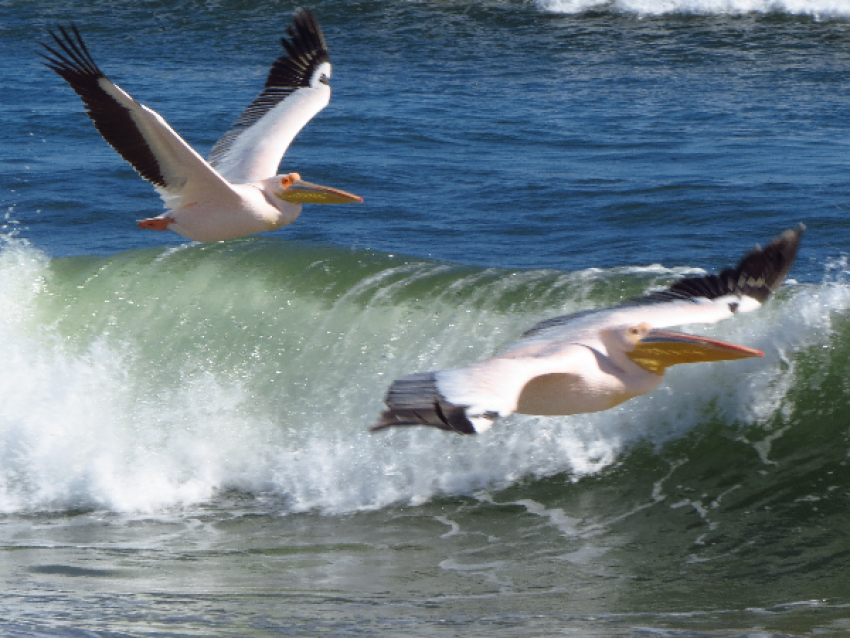 Pelicans at Sandwich Harbour