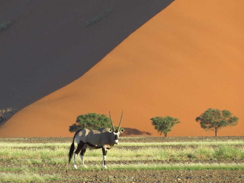 Oryx at Dune 45