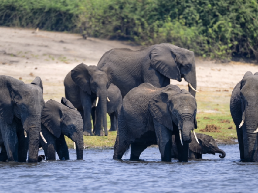 Elephants - Okavango Delta