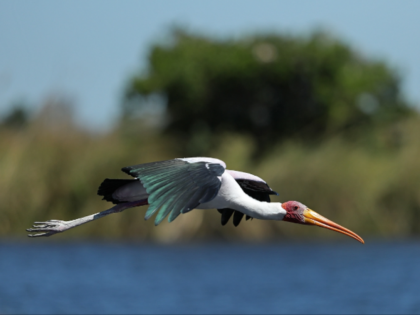 Birding at Okavango Delta