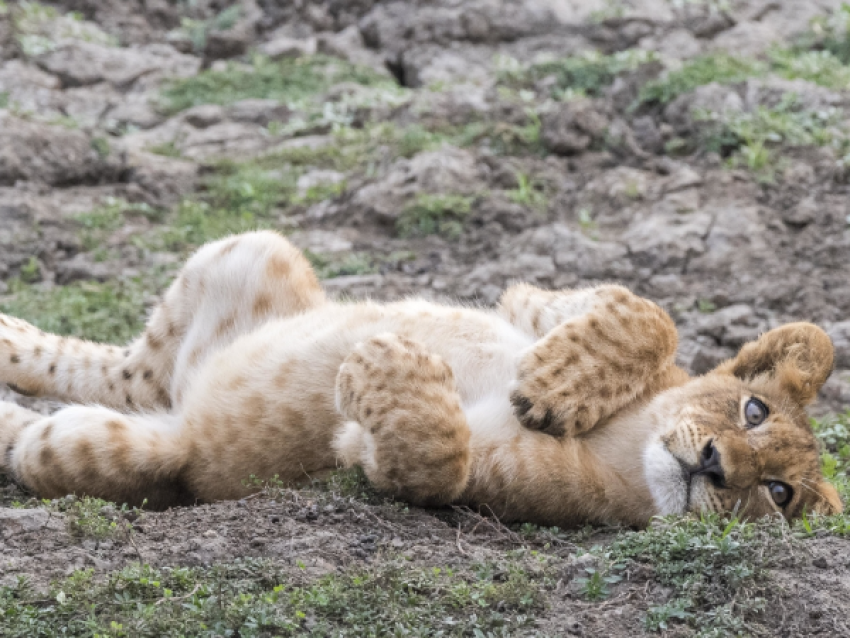 Lion Cub